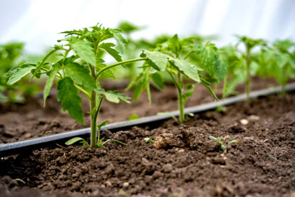 Ozone For Agriculture (3)