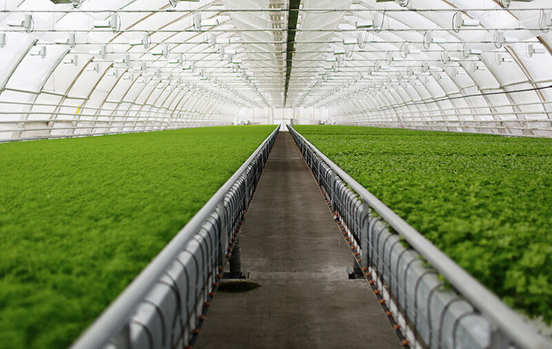 high-concentration-dissolved-oxygen-1