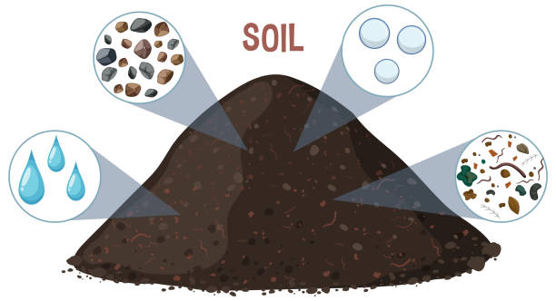 Illustration Showing Various Components Of Soil.